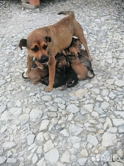 Щеночки в добрые руки