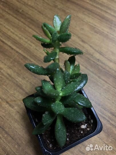 Адромискус