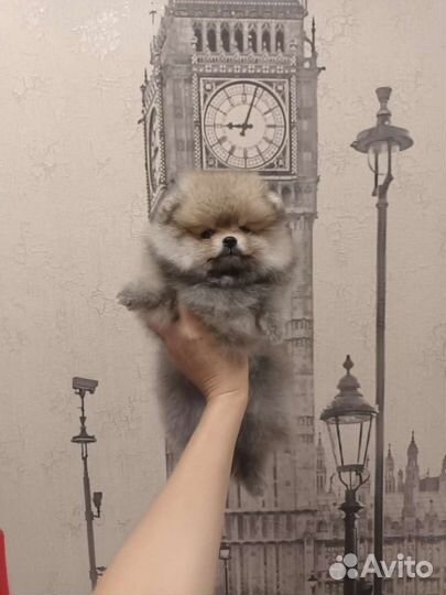 Немецкий Шпиц девочка