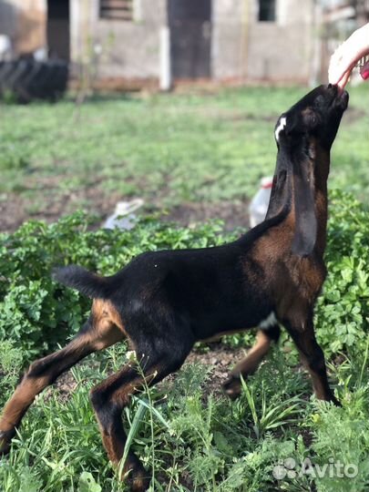 Англо нубийские козы