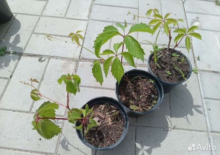 Декоративный виноград