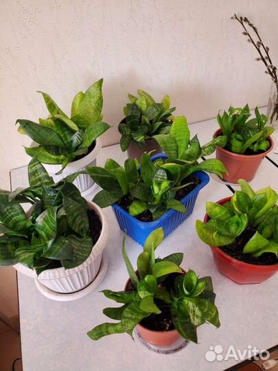 Комнатные цветы