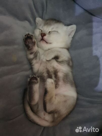 Британские котята