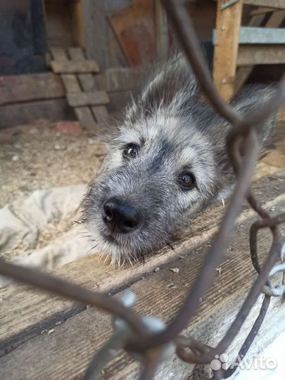 Отдам в добрые руки