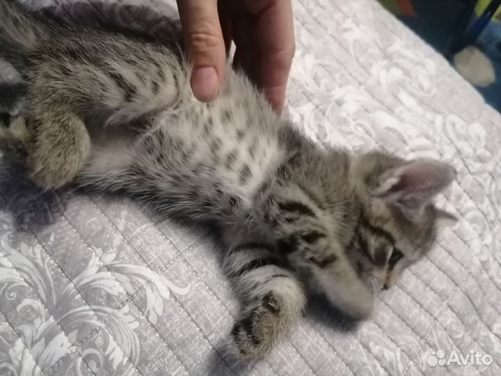 Котенок девочка