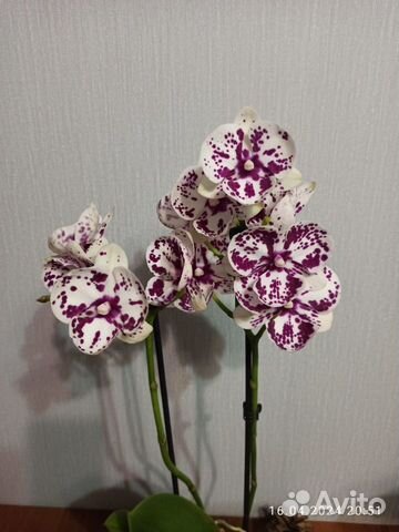 Бронь.Орхидея фаленопсис Биг Лип, 2 ствола