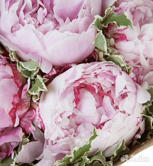 Пион Сара Бернар