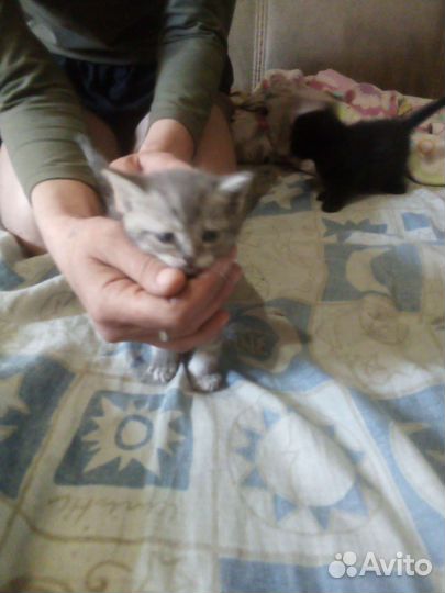 Отдам в добрые руки