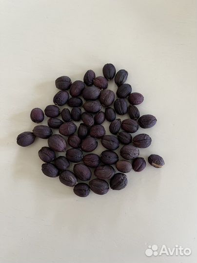 Комнатный цветок кофе арабика