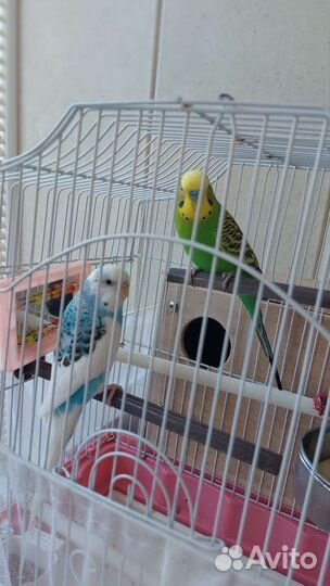 Попугайчики красивые и шустрые