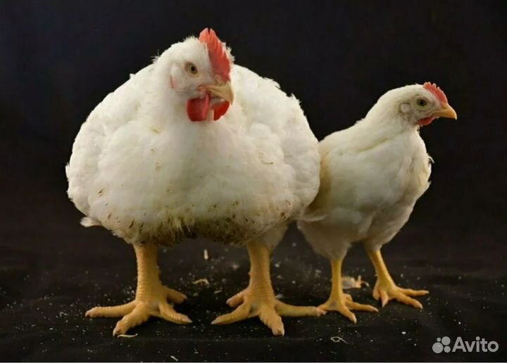 Куры бройлеры живым весом