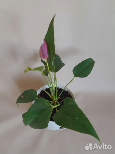 Антуриум Зизу