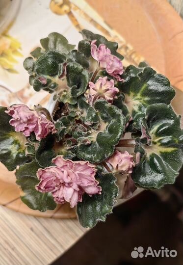 Фиалка юв Капучино