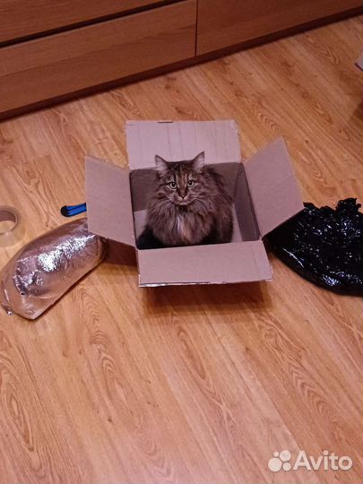 Кошечка в очень добрые руки