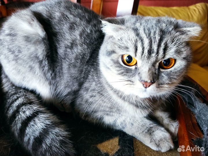 Кошечка ищет котика для вязки