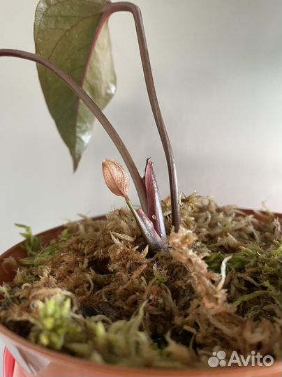 Антуриум Блэк лав (чёрный)