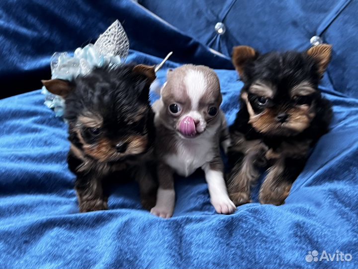 Мини беби фейс йорки