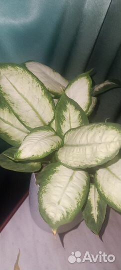 Диффенбахия