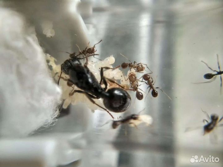 Messor structor, barbarus, Lasius niger (Тюмень)