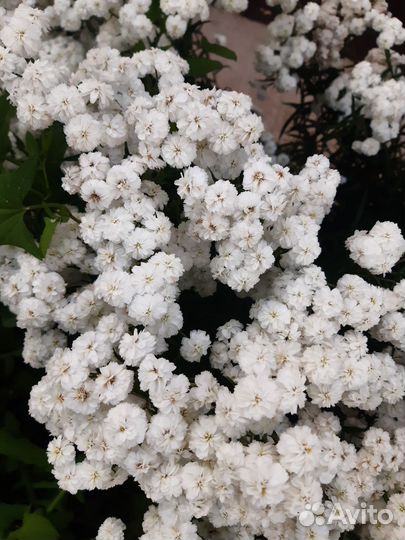 Жемчужница