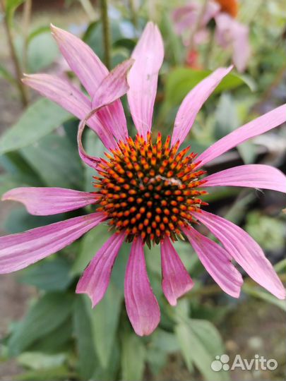 Эхинацея большой куст(корень)