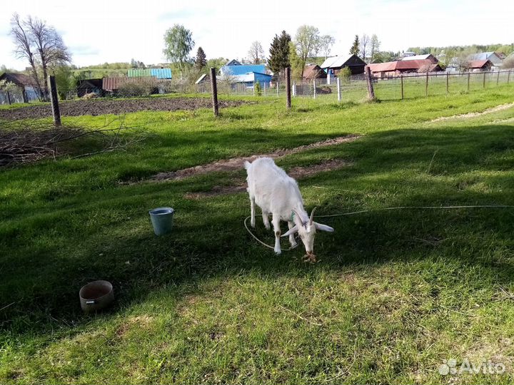 Козочка не гуляная 1 год