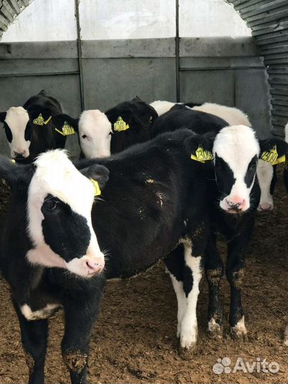 Бычки телята мясные