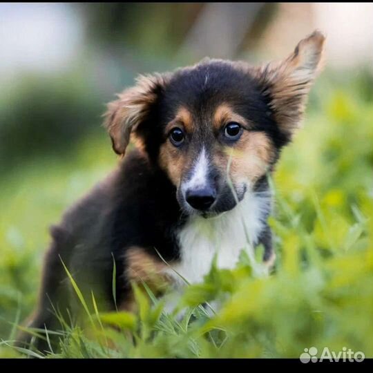 Щенок в добрые руки