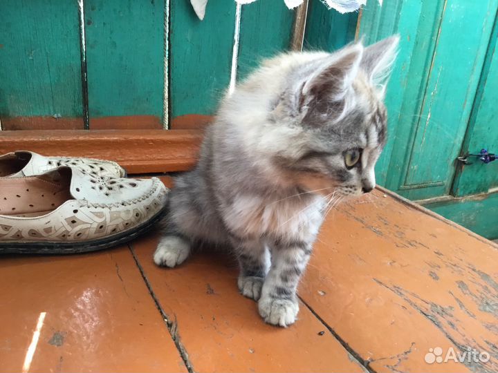 Отдам бесплатно котиков