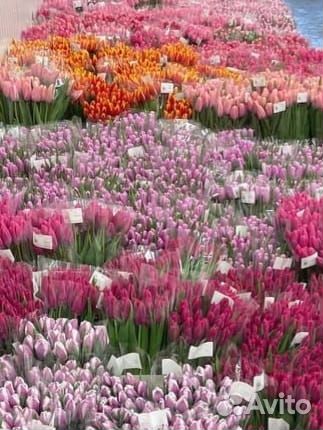 Тюльпаны к 8 марта оптом Волгоград