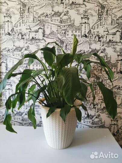 Спатифиллум