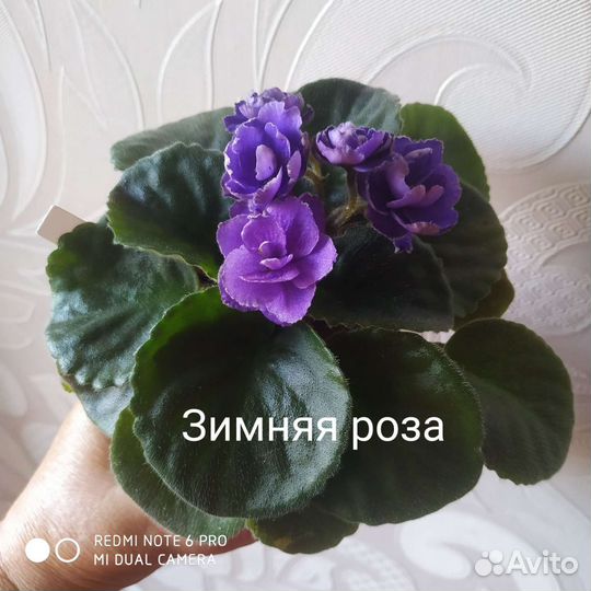 Детки сортовых фиалок
