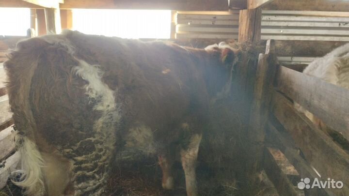 Быки и телка и телочка