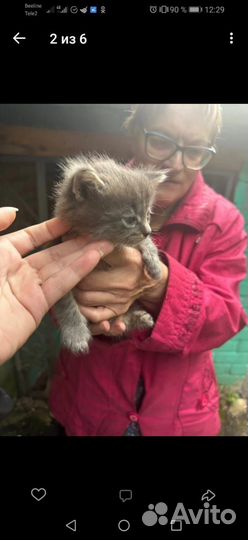 Котенок мальчик