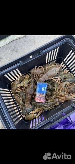 Живые раки Оптом