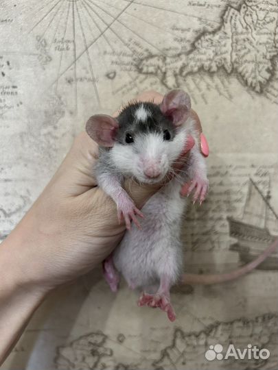 Ручные Крысята дамбо мальчики.Питомник