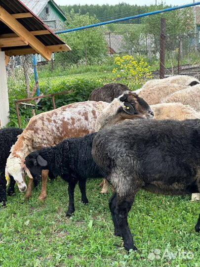 Овцы бараны ягнята эдилбайевскийе гисары