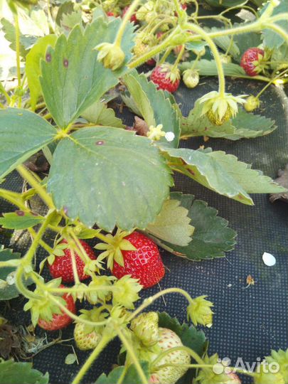 Виктория ремонтантная