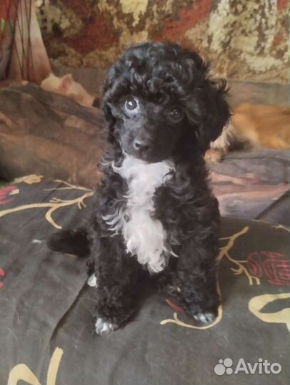 Собаки щенки той-пудель