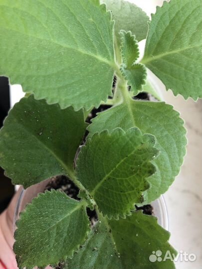 Домашние растения цветы