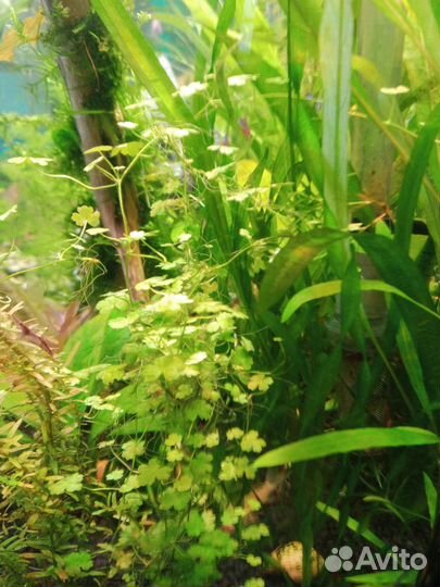 Аквариумные растения