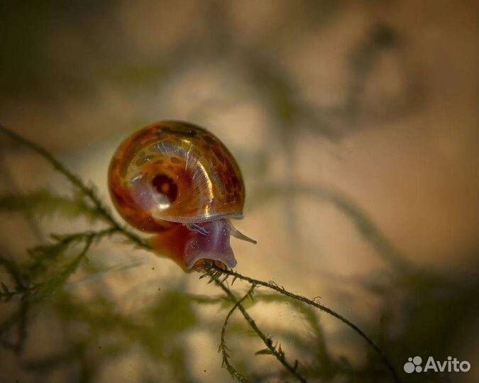 Улитки аквариумные