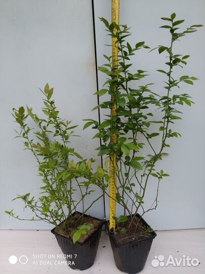 Саженцы голубики