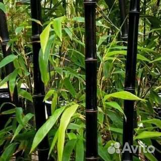 Черный бамбук