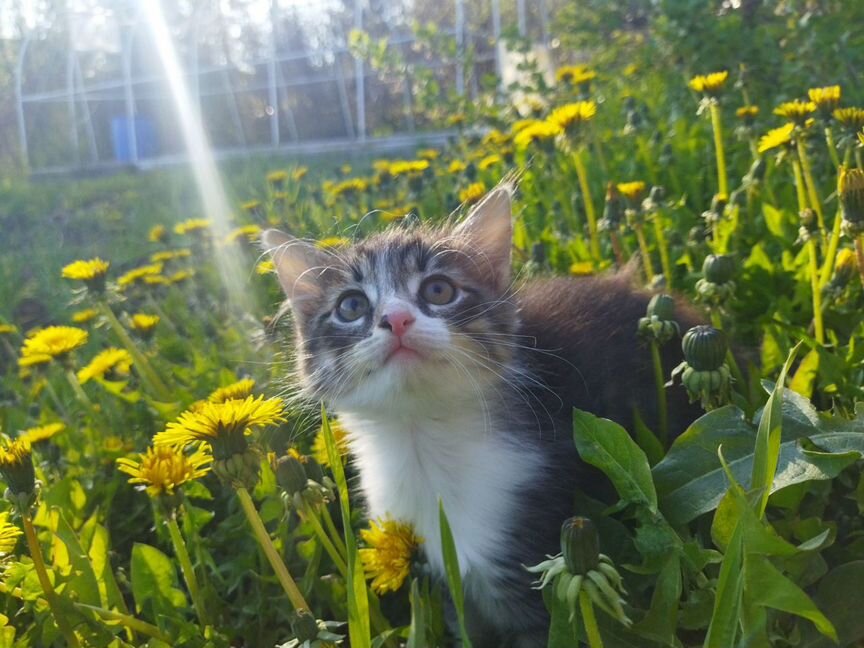 Маленький уральский тигренок