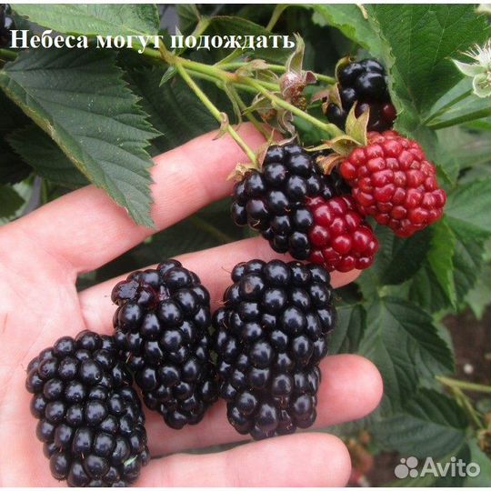 Ежевика саженцы в ассортименте