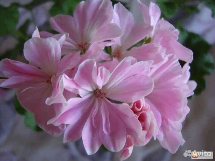 Пеларгония герань сортовая