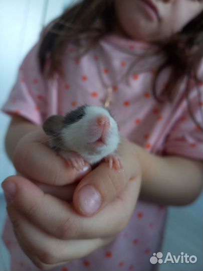 Крысята дамбо