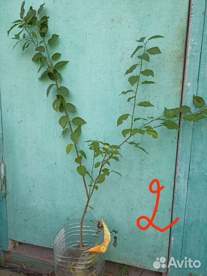 Саженцы алычи жёлтой и облепихи