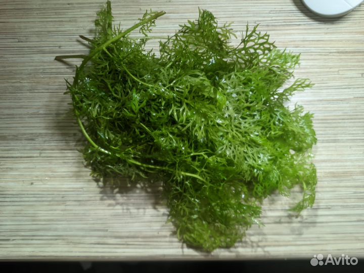 Аквариумные растения прополка